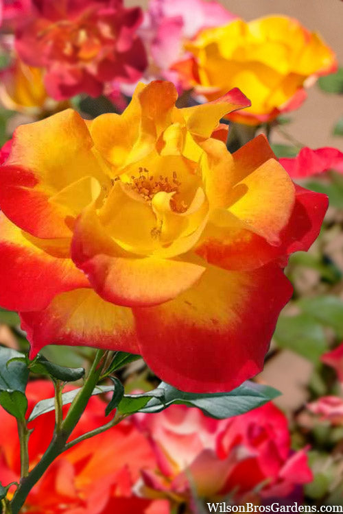  Sunset Horizon Rose - 3 Gallon Pot