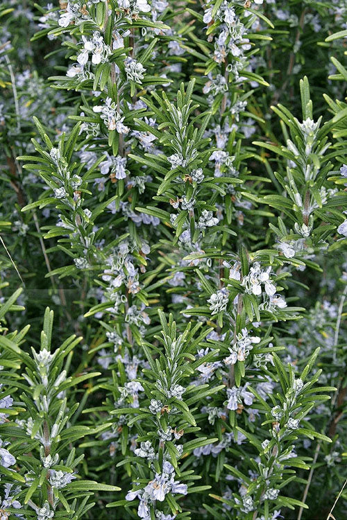  Abraxas Rosemary - 5 Pack Of Quart Pots