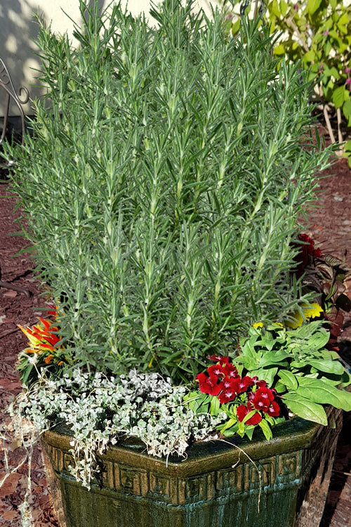  Abraxas Rosemary - 5 Pack Of Quart Pots