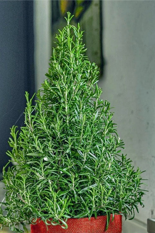  Arp Rosemary Pyramid Form - 2 Gallon Pot