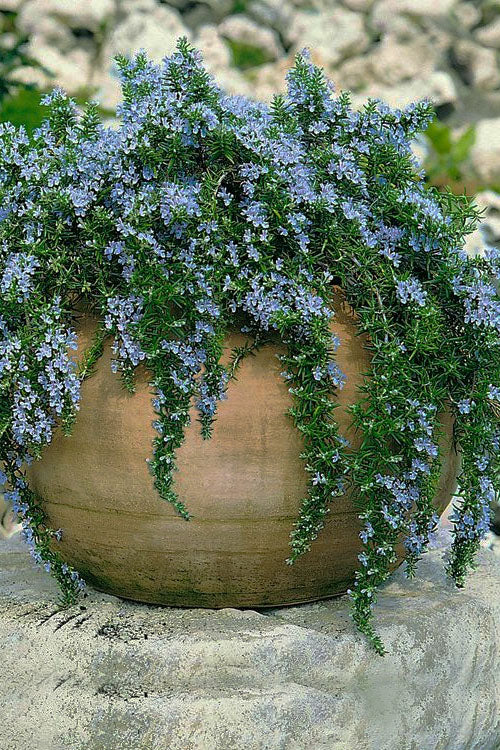  Blue Rain Trailing Rosemary - 5 Pack Of Quart Pots