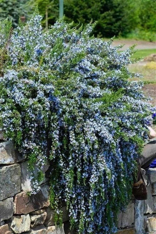  Blue Rain Trailing Rosemary - 5 Pack Of Quart Pots
