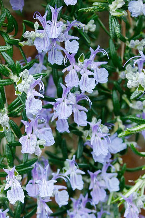  Blue Rain Trailing Rosemary - 5 Pack Of Quart Pots