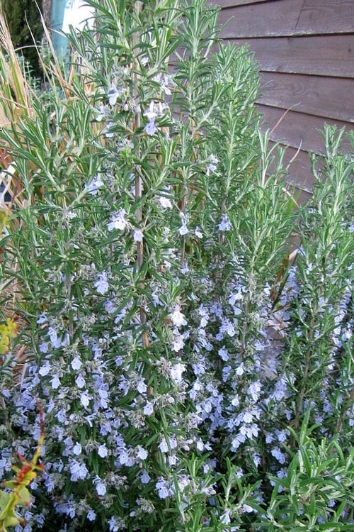  Gorizia Barbecue Skewers Rosemary - 1 Gallon Pot
