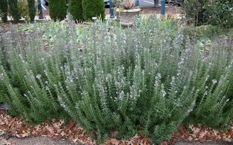  Gorizia Barbecue Skewers Rosemary - 1 Gallon Pot