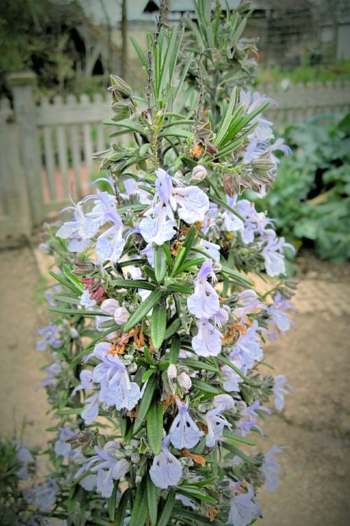  Gorizia Barbecue Skewers Rosemary - 1 Gallon Pot