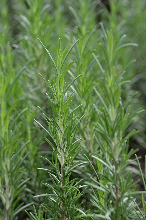  Madeline Hill Rosemary - 1 Gallon Pot