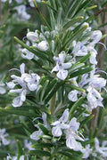  Madeline Hill Rosemary - 1 Gallon Pot