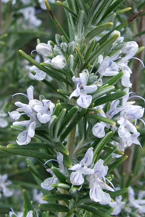  Madeline Hill Rosemary - 1 Gallon Pot