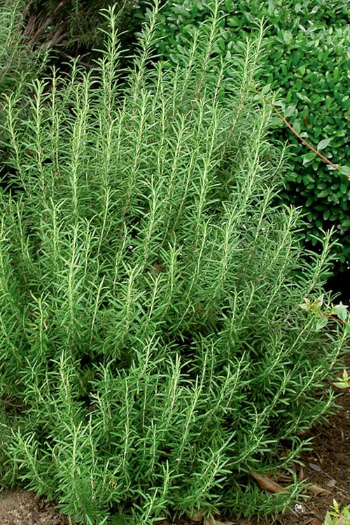  Madeline Hill Rosemary - 1 Gallon Pot