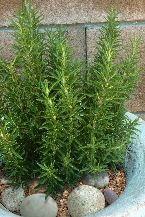  Madeline Hill Rosemary - 1 Gallon Pot