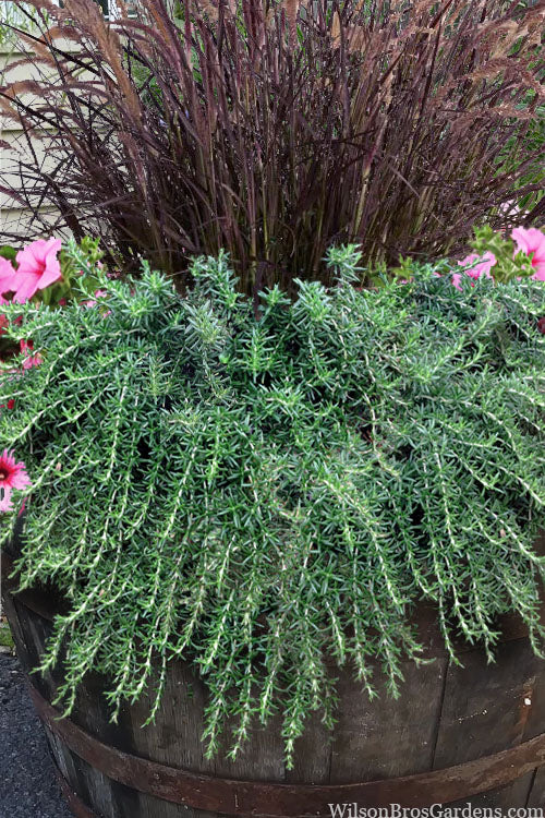  Prostrate Creeping Rosemary - 1 Gallon Pot