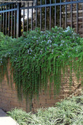  Prostrate Creeping Rosemary - 1 Gallon Pot