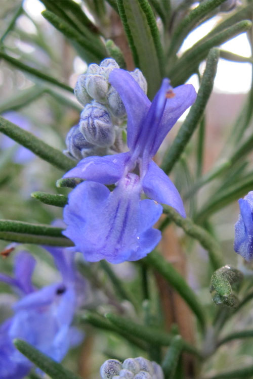  Salem Rosemary - 1 Gallon Pot