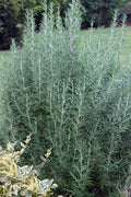  Salem Rosemary - 1 Gallon Pot