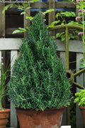  Tuscan Blue Rosemary - Pyramid Topiary - 1 Gallon Pot