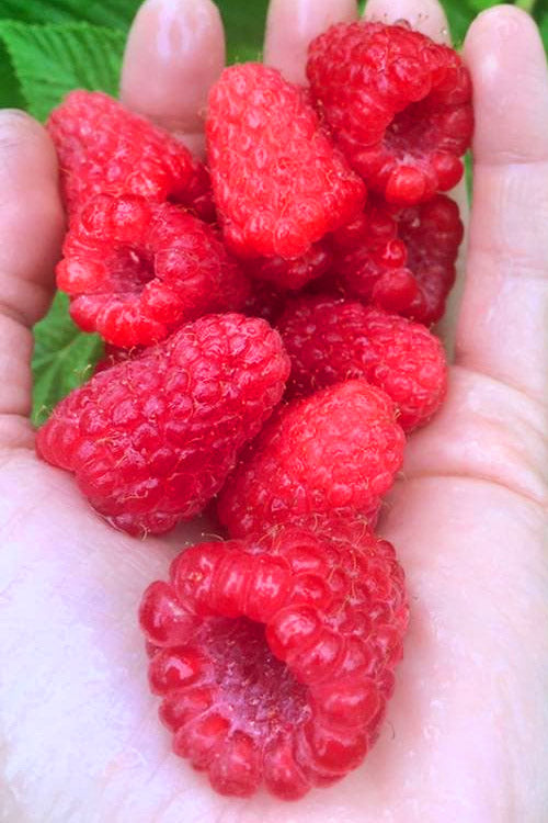 Crimson Giant Raspberry - 1 Gallon Pot