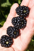  Ponca Thornless Blackberry - 3 Gallon Pot