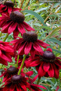  Cherry Brandy Rudbeckia (Black Eyed Susan) - 5 Pack Of Quart Pots