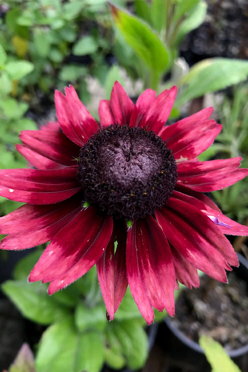  Cherry Brandy Rudbeckia (Black Eyed Susan) - 5 Pack Of Quart Pots