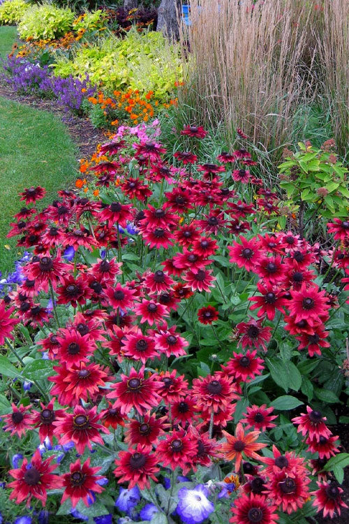  Cherry Brandy Rudbeckia (Black Eyed Susan) - 5 Pack Of Quart Pots