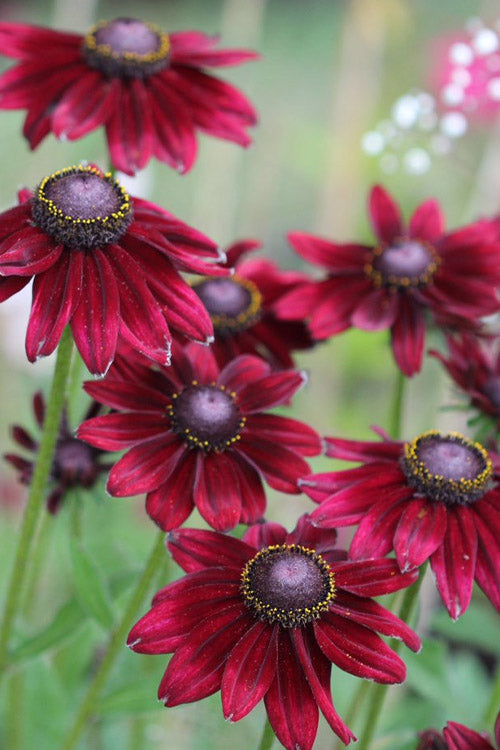  Cherry Brandy Rudbeckia (Black Eyed Susan) - 1 Gallon Pot