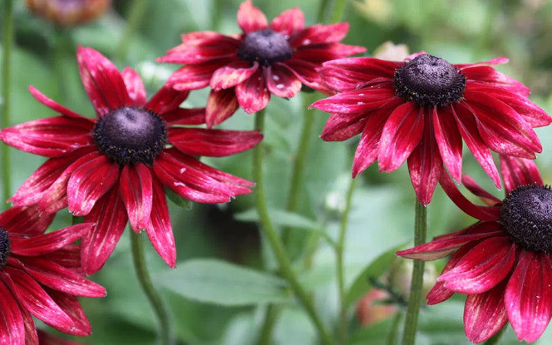  Cherry Brandy Rudbeckia (Black Eyed Susan) - 1 Gallon Pot