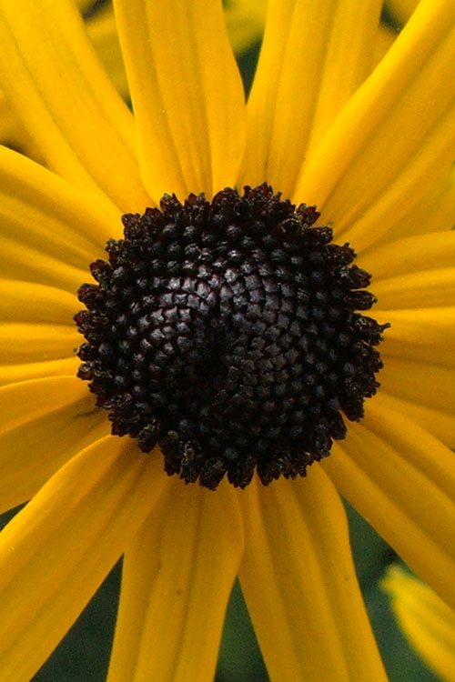  Black Eyed Susan Daisy (Rudbeckia Fulgida) - 1 Gallon Pot