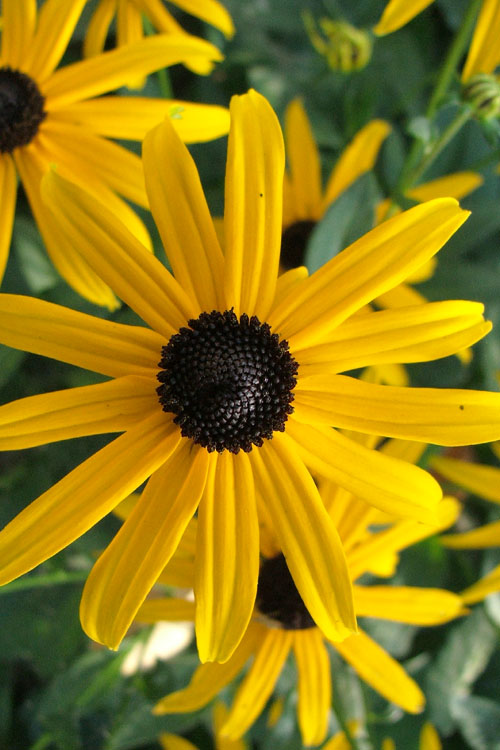  Black Eyed Susan Daisy (Rudbeckia Fulgida) - 1 Gallon Pot