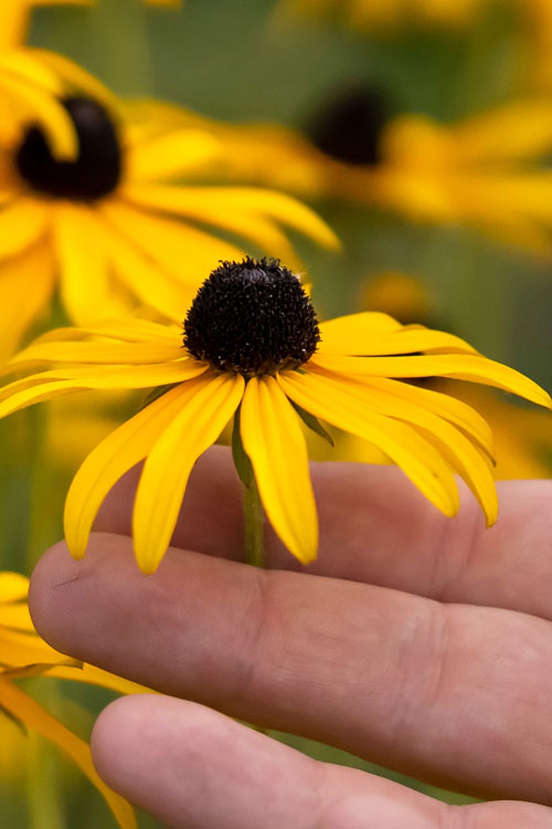  Black Eyed Susan Daisy (Rudbeckia Fulgida) - 1 Gallon Pot