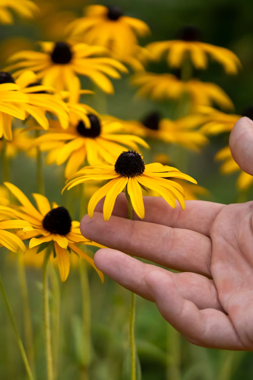  Black Eyed Susan Daisy (Rudbeckia Fulgida) - 1 Gallon Pot