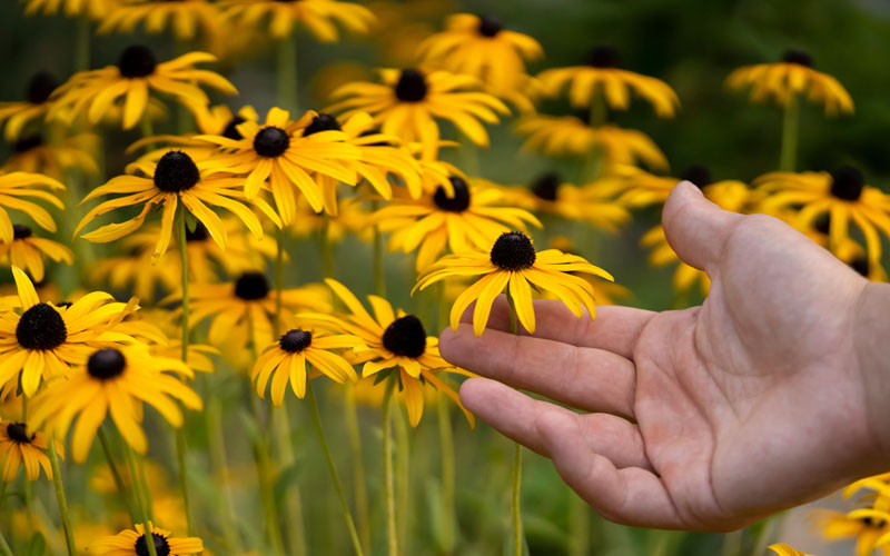  Black Eyed Susan Daisy (Rudbeckia Fulgida) - 1 Gallon Pot