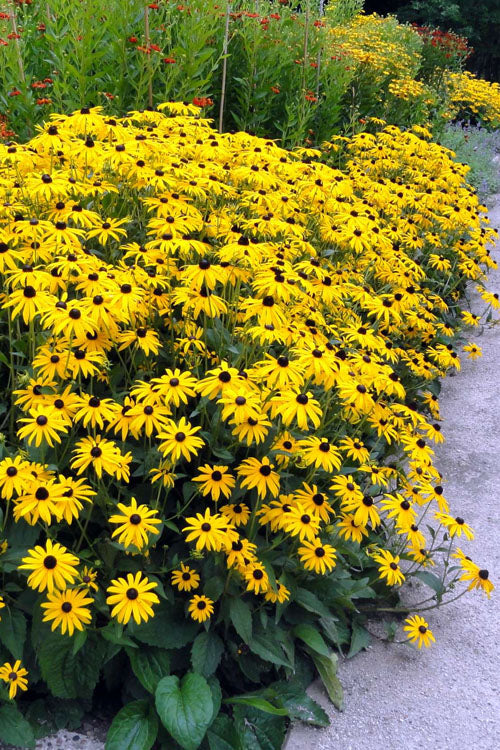  Black Eyed Susan Daisy (Rudbeckia Fulgida) - 1 Gallon Pot