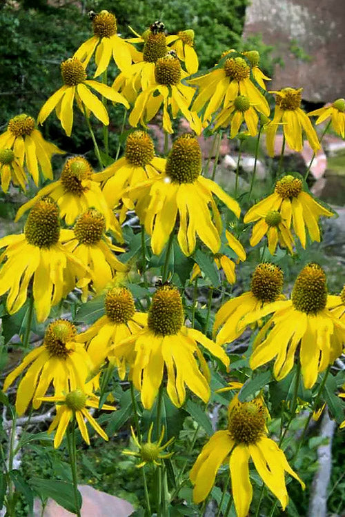  Green Headed Cutleaf Coneflower - 5 Pack Of Quart Pots