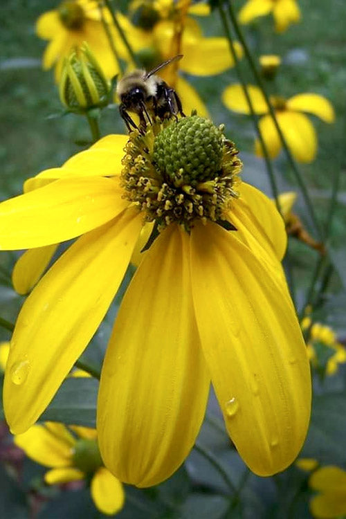  Green Headed Cutleaf Coneflower - 1 Gallon Pot