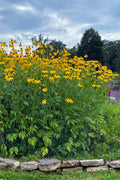  Green Headed Cutleaf Coneflower - 5 Pack Of Quart Pots
