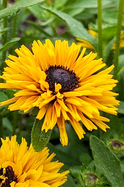  Lion Cub Rudbeckia (Black-Eyed Susan) - 1 Gallon Pot