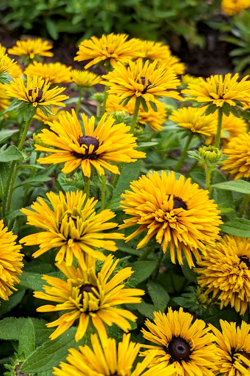  Lion Cub Rudbeckia (Black-Eyed Susan) - 1 Gallon Pot