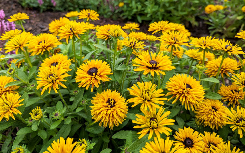  Lion Cub Rudbeckia (Black-Eyed Susan) - 1 Gallon Pot