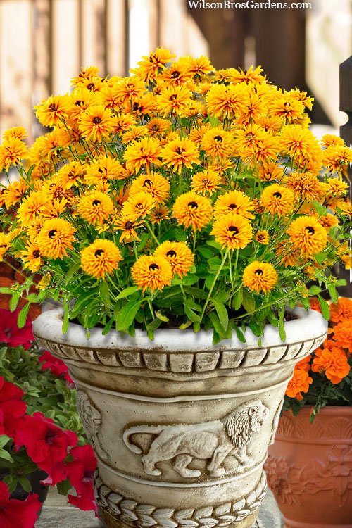  Lion Cub Rudbeckia (Black-Eyed Susan) - 6 Pack Of 1 Gallon Pots