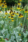  Great Coneflower (Rudbeckia Maxima ) - 1 Gallon Pot