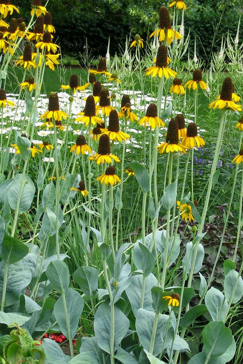  Great Coneflower (Rudbeckia Maxima ) - 1 Gallon Pot