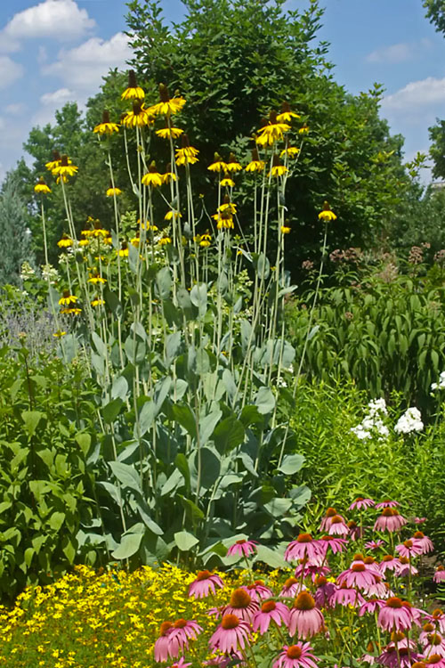  Great Coneflower (Rudbeckia Maxima ) - 1 Gallon Pot