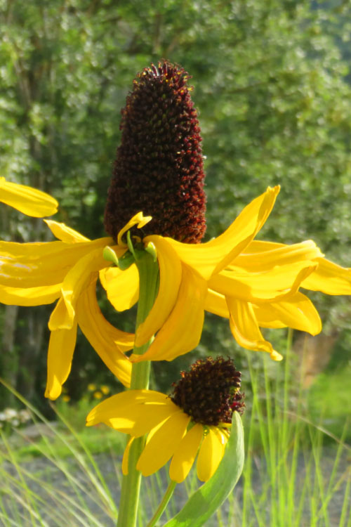  Great Coneflower (Rudbeckia Maxima ) - 6 Pack Of 1 Gallon Pots