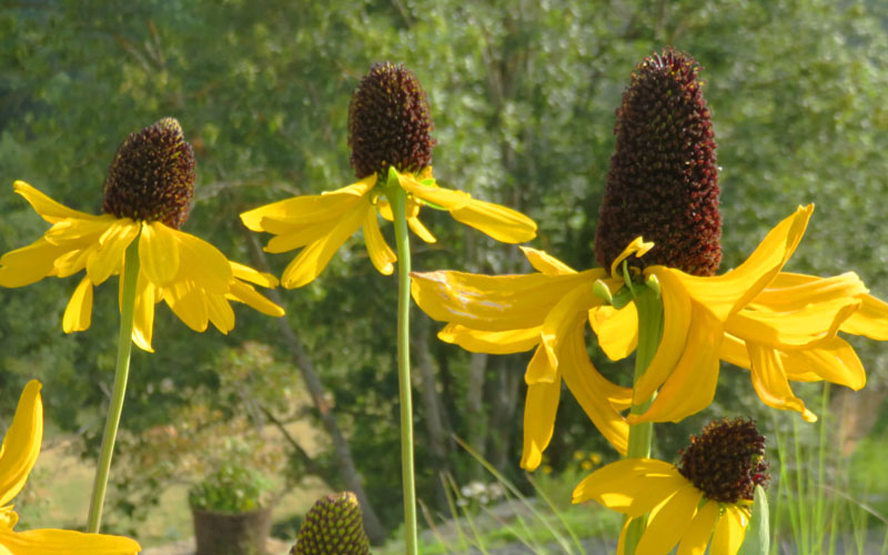  Great Coneflower (Rudbeckia Maxima ) - 1 Gallon Pot