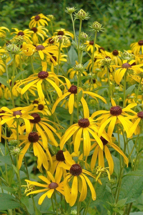  Sweet Coneflower (Rudbeckia Subtomentosa) - 6 Pack Of 1 Gallon Pots
