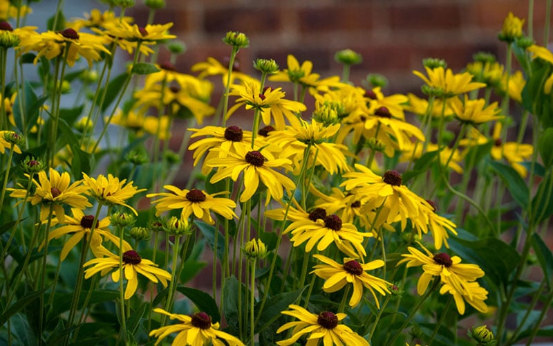 Sweet Coneflower (Rudbeckia Subtomentosa) - 6 Pack Of 1 Gallon Pots