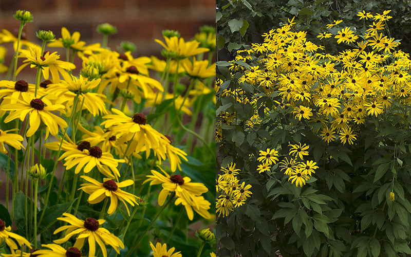  Sweet Coneflower (Rudbeckia Subtomentosa) - 1 Gallon Pot