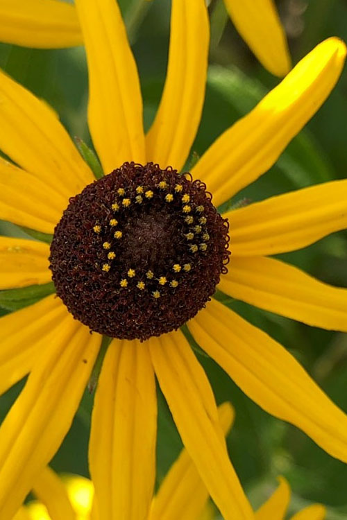  Sweet Coneflower (Rudbeckia Subtomentosa) - 1 Gallon Pot