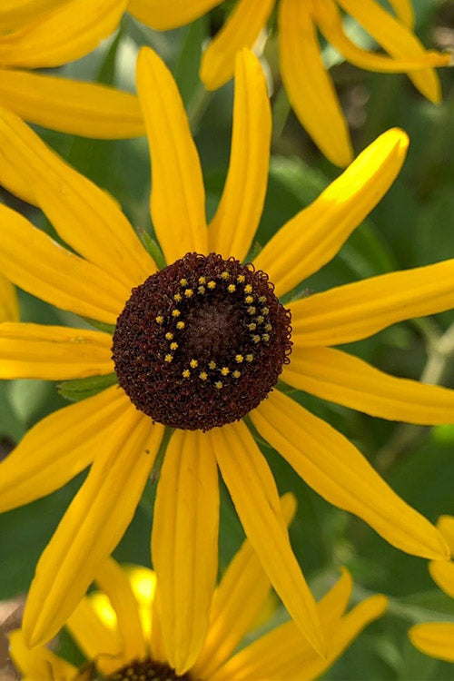  Sweet Coneflower (Rudbeckia Subtomentosa) - 1 Gallon Pot
